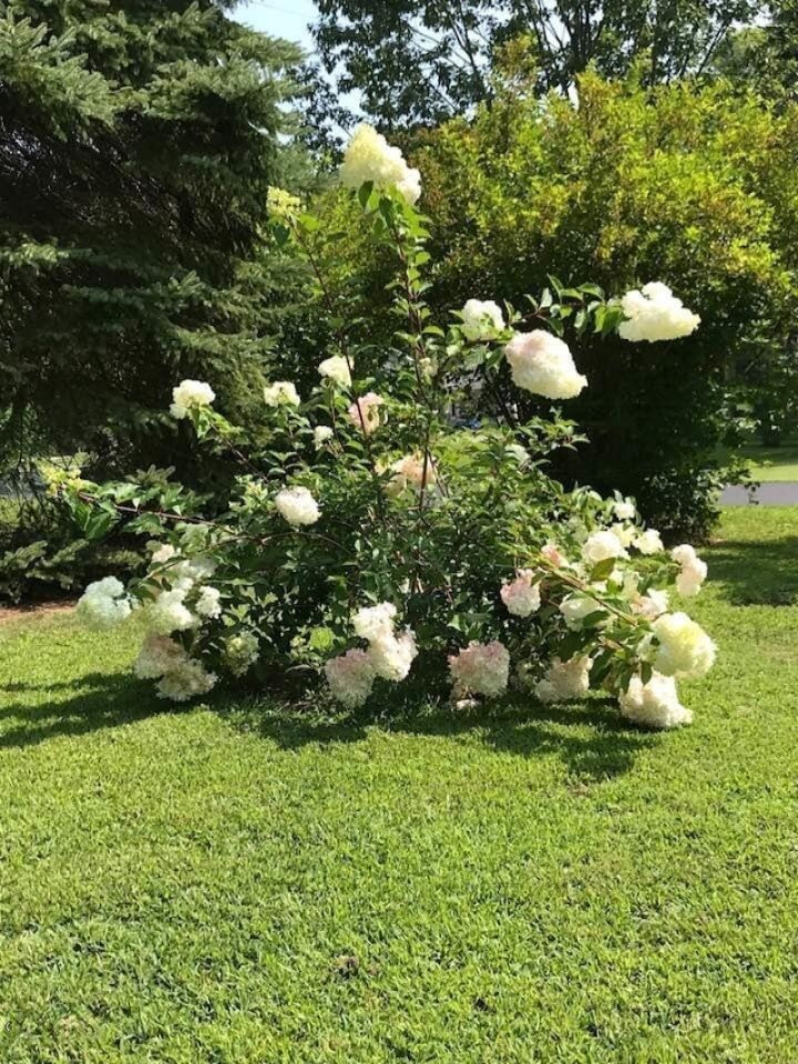 8722 West East Road Lakeside, MI 49128 - Photo 8 of 23 Flowering bush