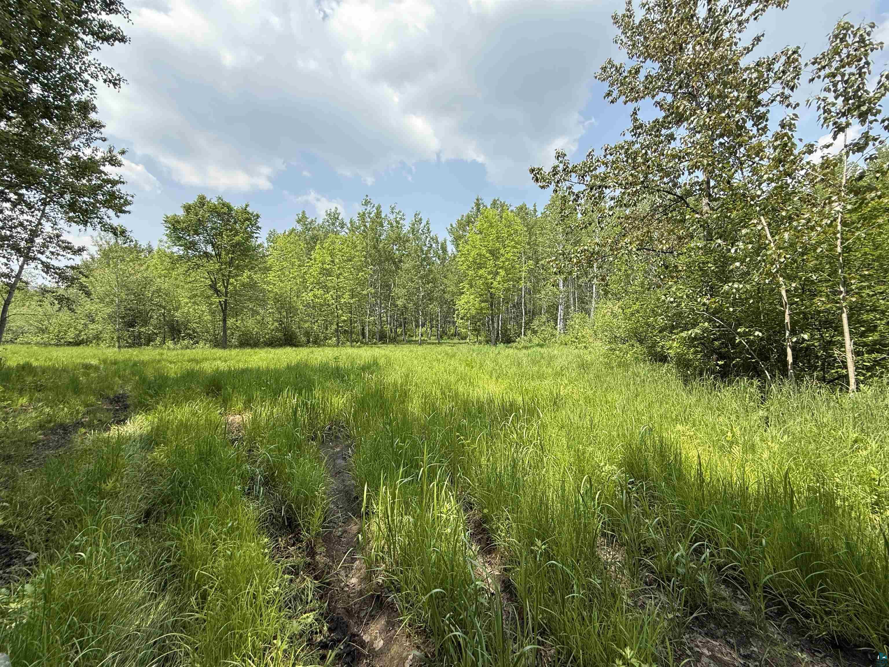Tbd Samuelson Road Angora, MN 55703 - Photo 9 of 43 View of wooded area