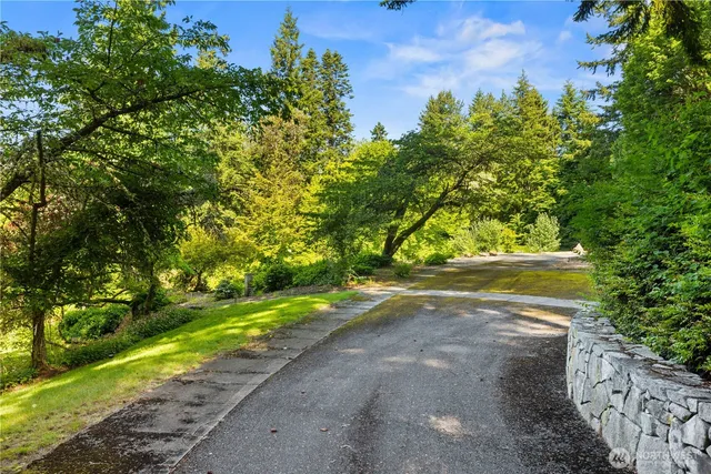 a view of a yard with plants and large trees