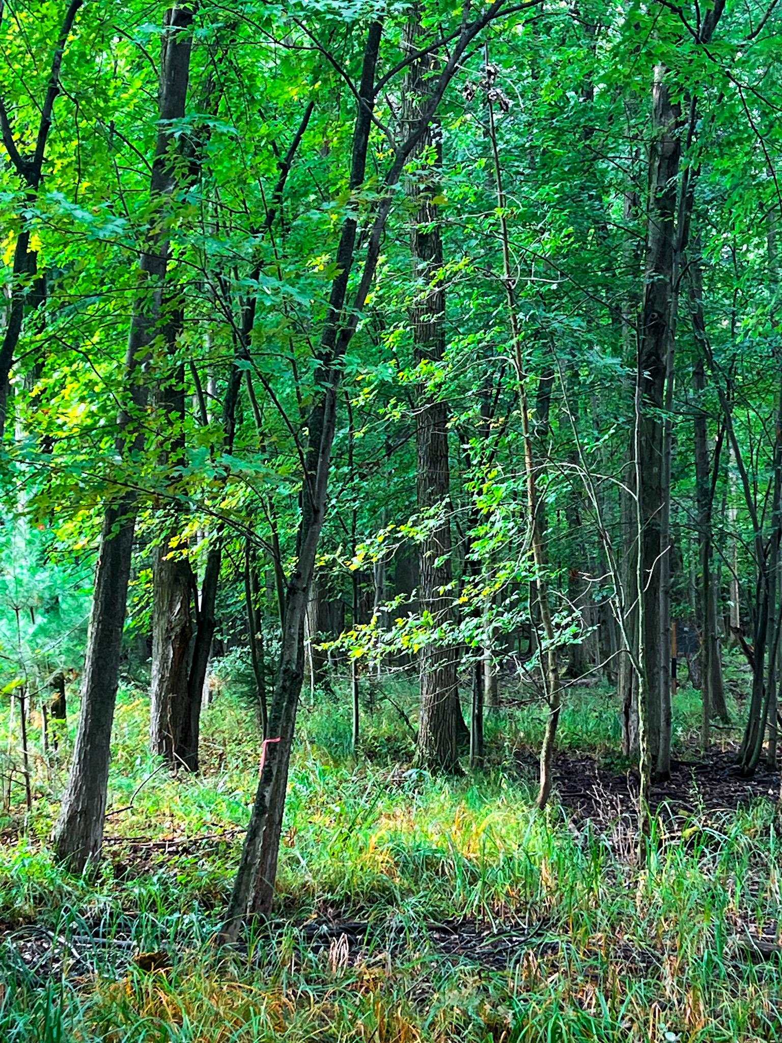 V/l Marion Road Chesaning, MI 48616 - Photo 10 of 16