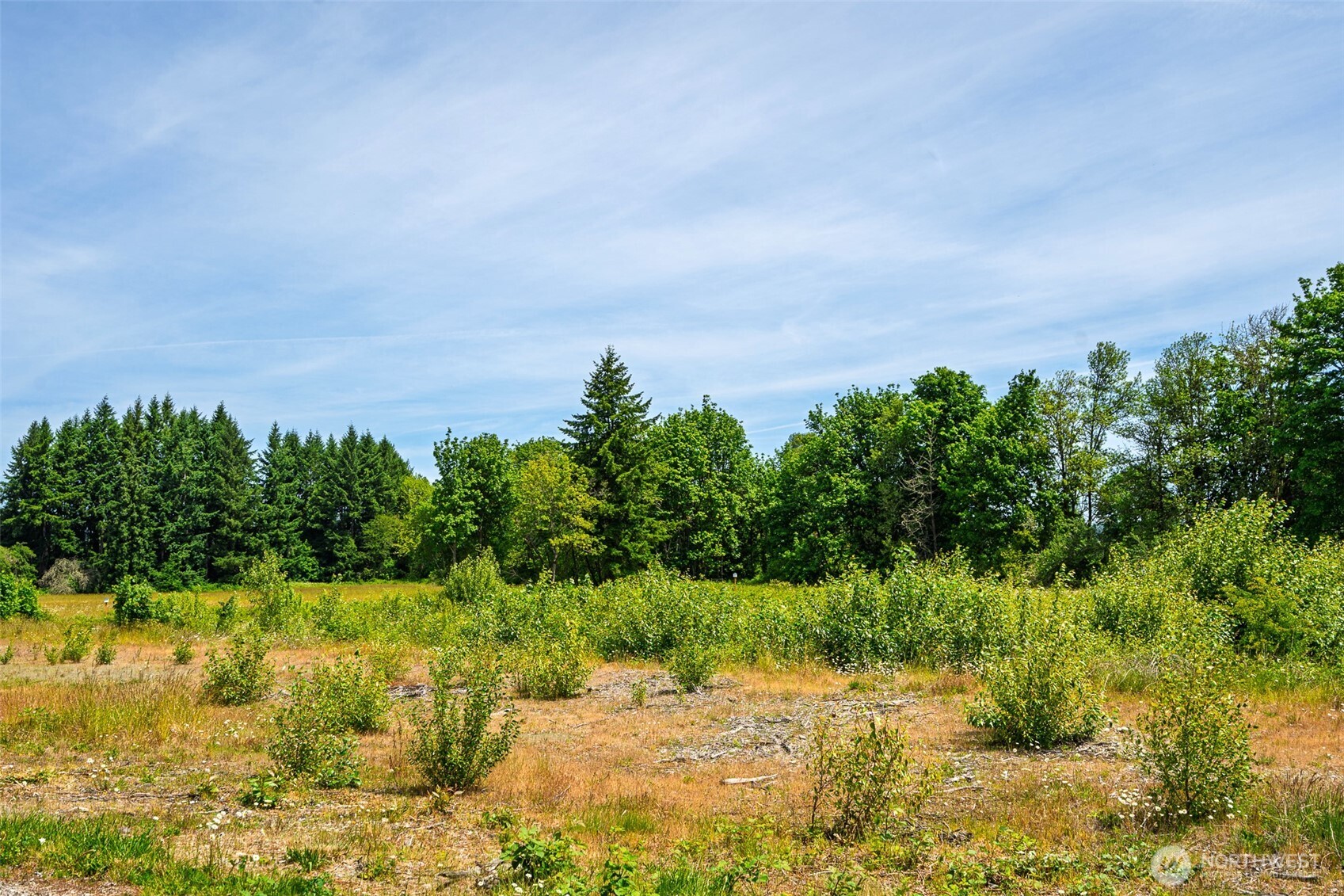 1601 Cooks Hill Road Centralia, WA 98531 - Photo 10 of 26 a view of a yard with a tree