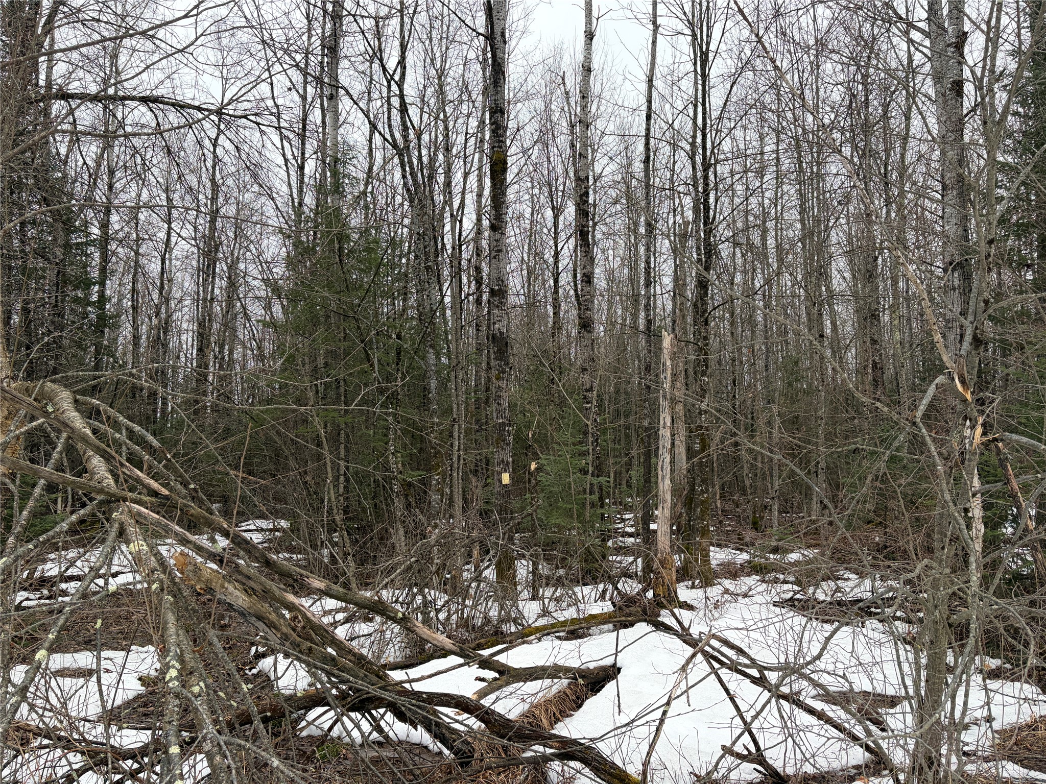 On North Hoffer Road Couderay, WI 54828 - Photo 1 of 6