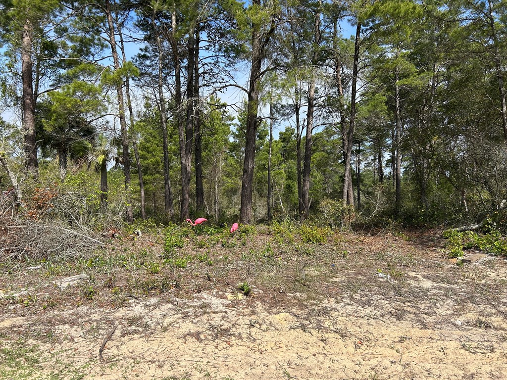 1863 Lighthouse Road Carrabelle, FL 32322 - Photo 9 of 15 Gallery Image 9
