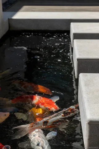 a bathroom with a toilet