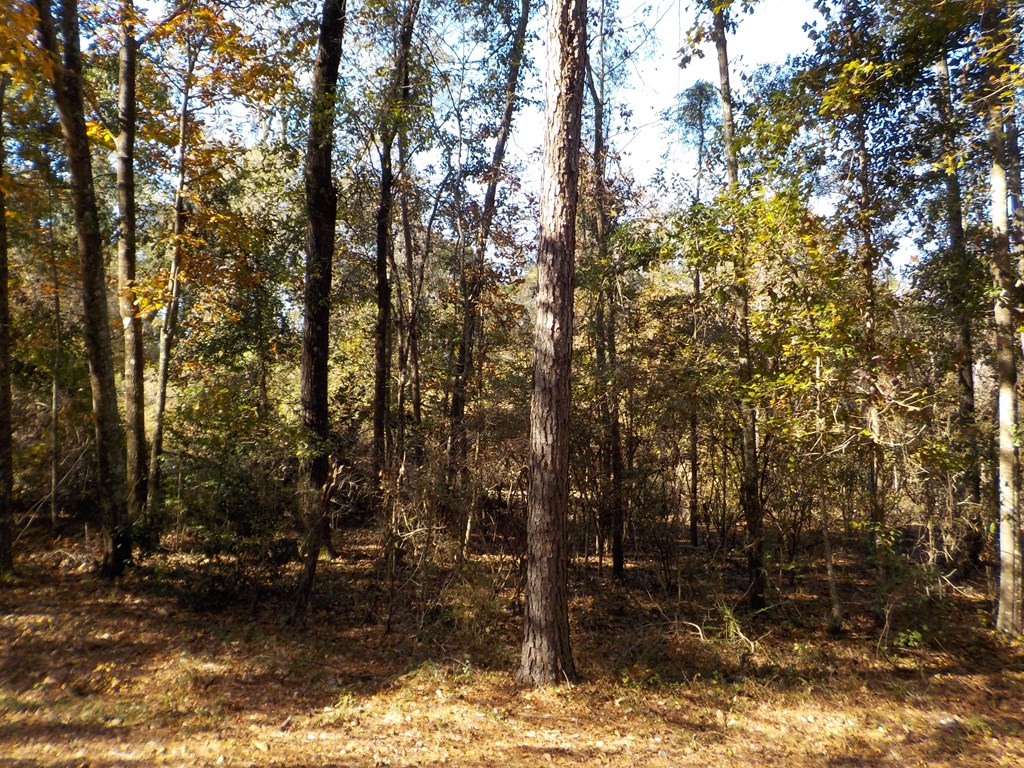 65.49-ac Drew Road Dothan, AL 36301 - Photo 16 of 29