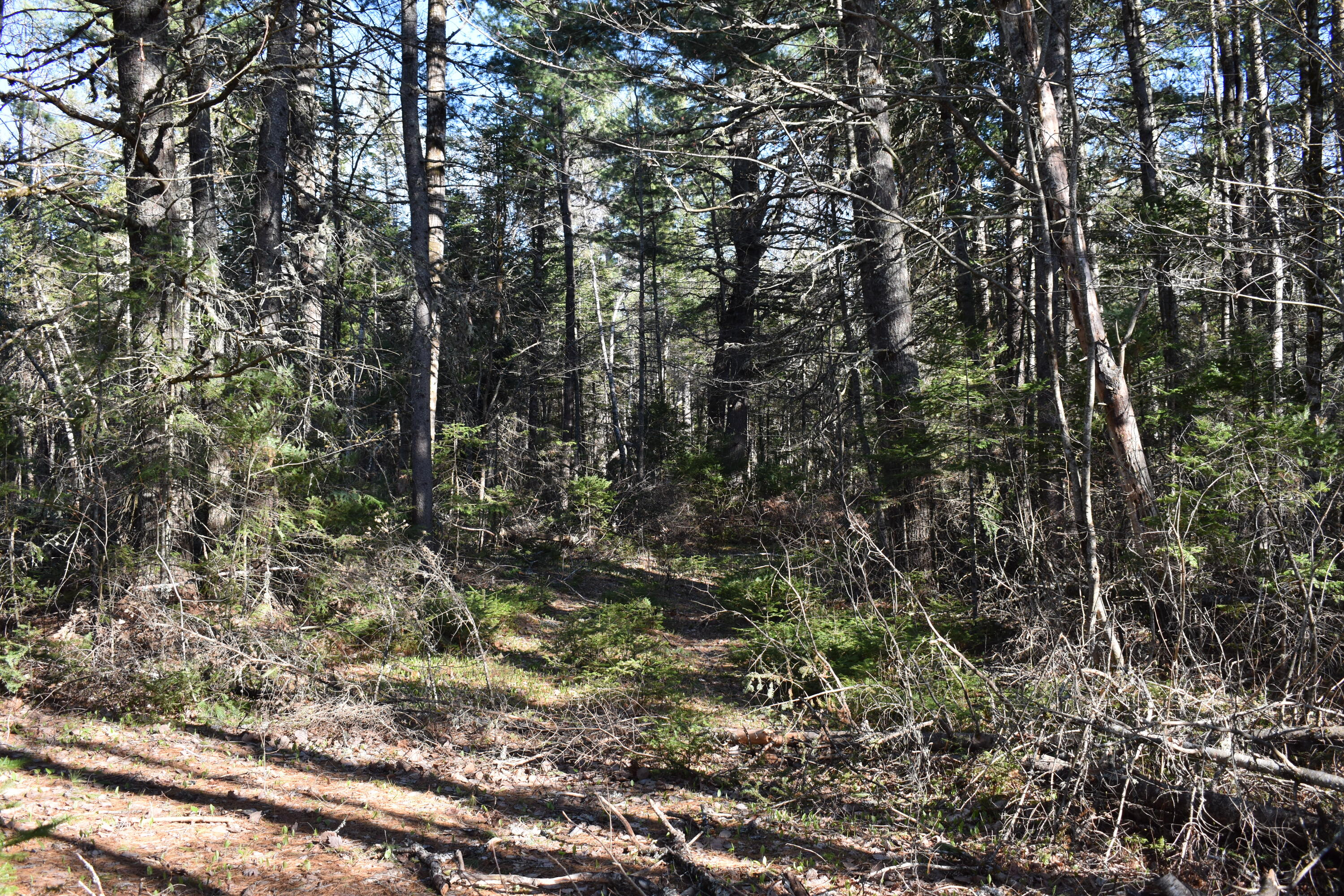 Lot 29 Corbett Road Lee, ME 04455 - Photo 7 of 16 DSC_0015
