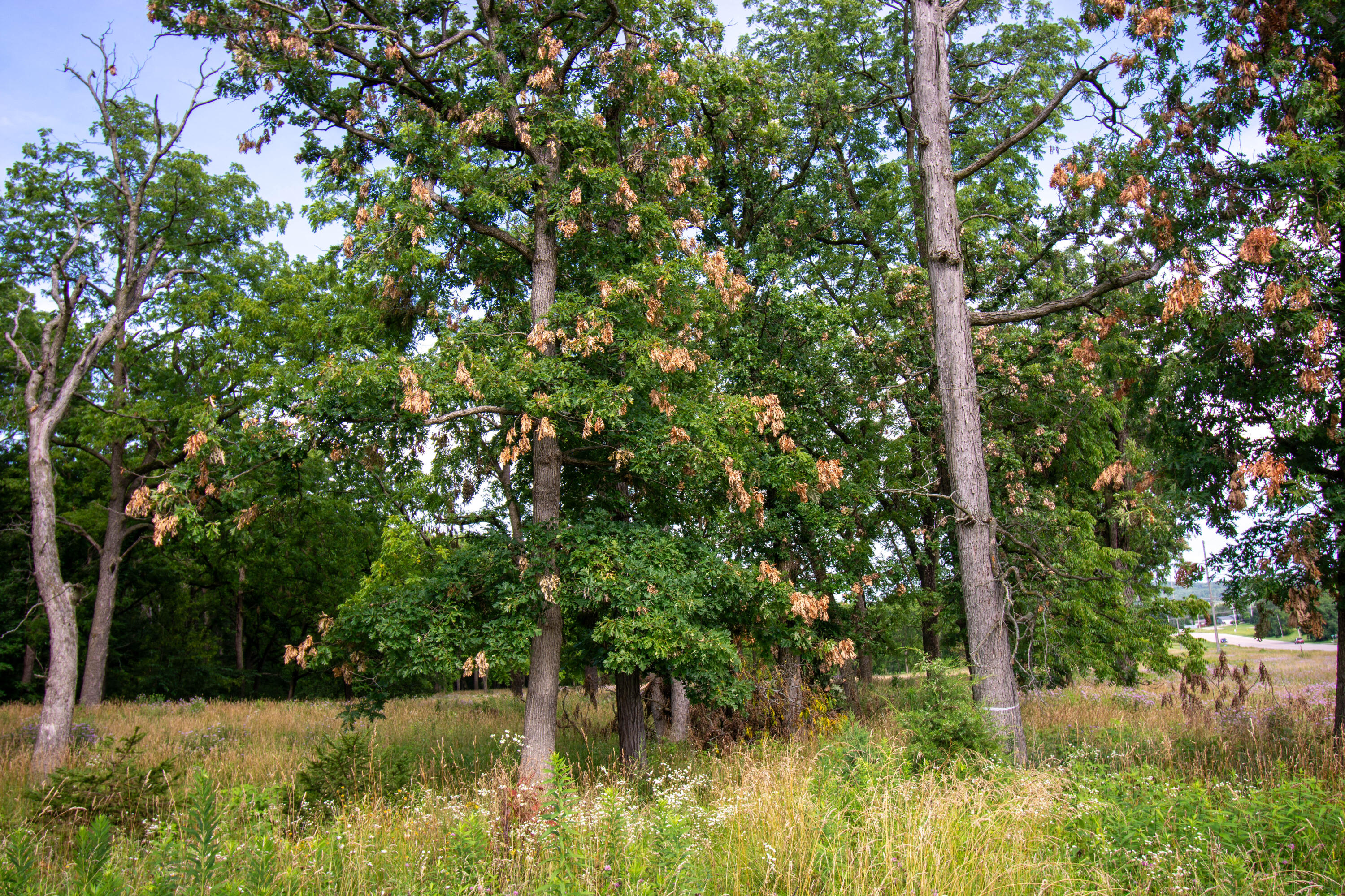 Lt20 Lt20 Springfield Road Geneva, WI 53147 - Photo 2 of 13 View from Springfield Rd