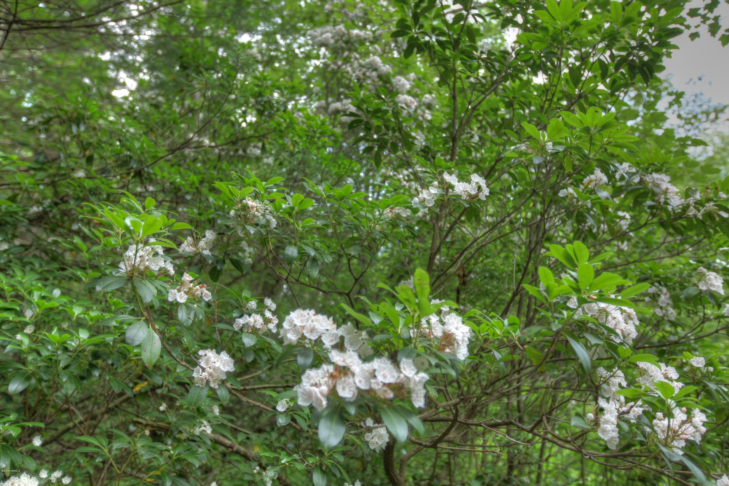 702 Becket Road Otis, MA 01029 - Photo 21 of 22 a view of a lush green plant