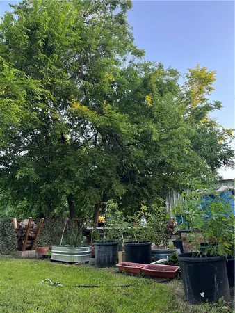 a view of a backyard with couches plants and large trees