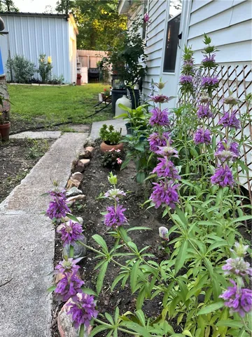 a view of a flower in a garden