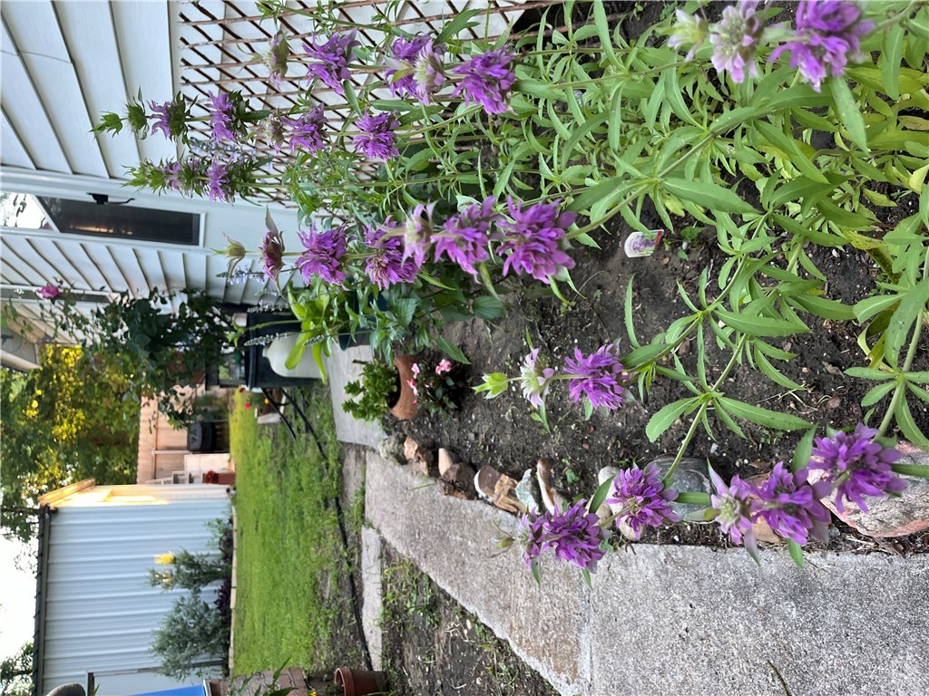 1102 North Travis Avenue Cameron, TX 76520 - Photo 44 of 48 a view of a flower in a garden