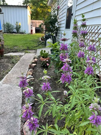 a view of a flower in a garden