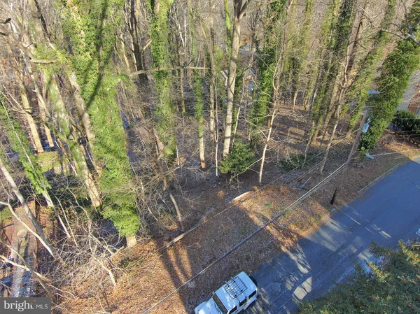 a view of a forest with lots of trees