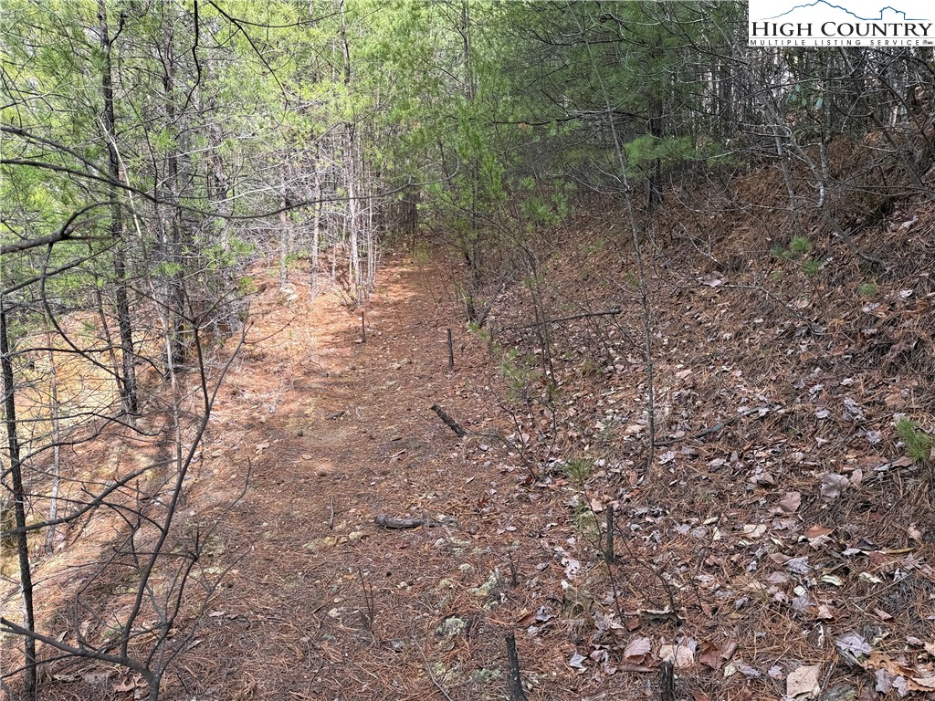 Lot 19 Wolf Pen Road Purlear, NC 28665 - Photo 18 of 46 a view of a forest with trees in the background