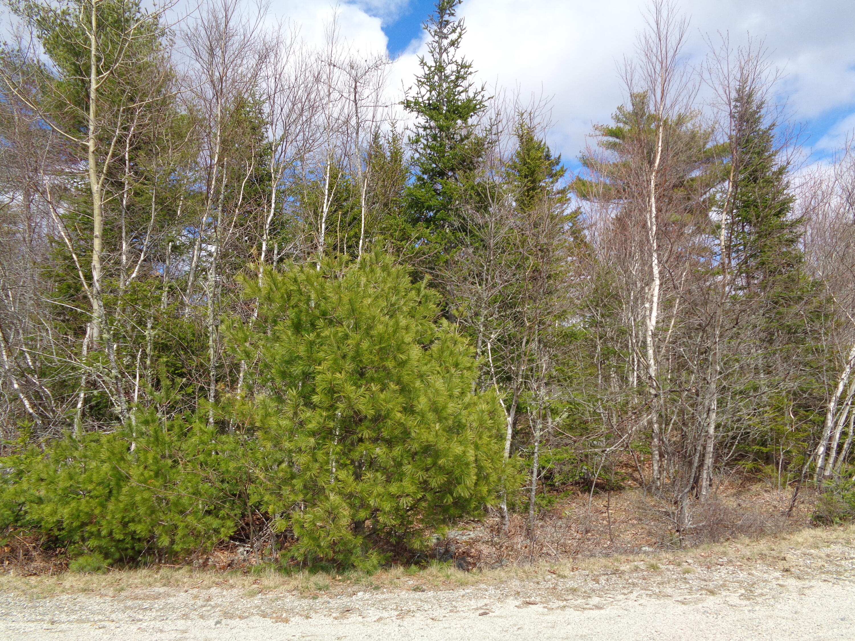 Lot 10 Bailey Mountain Road Franklin, ME 04634 - Photo 6 of 10 Wooded