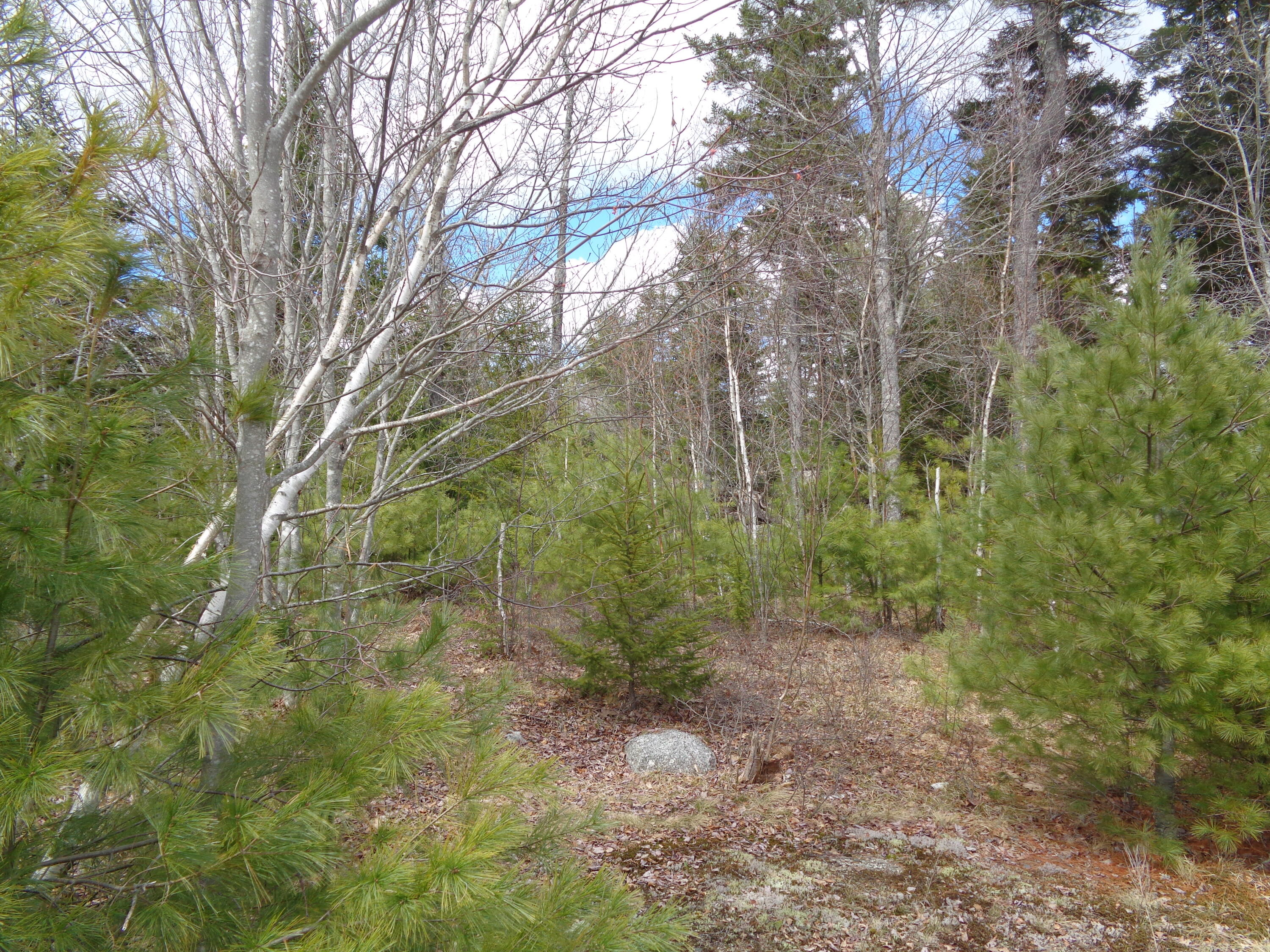 Lot 10 Bailey Mountain Road Franklin, ME 04634 - Photo 7 of 10 Lot 10