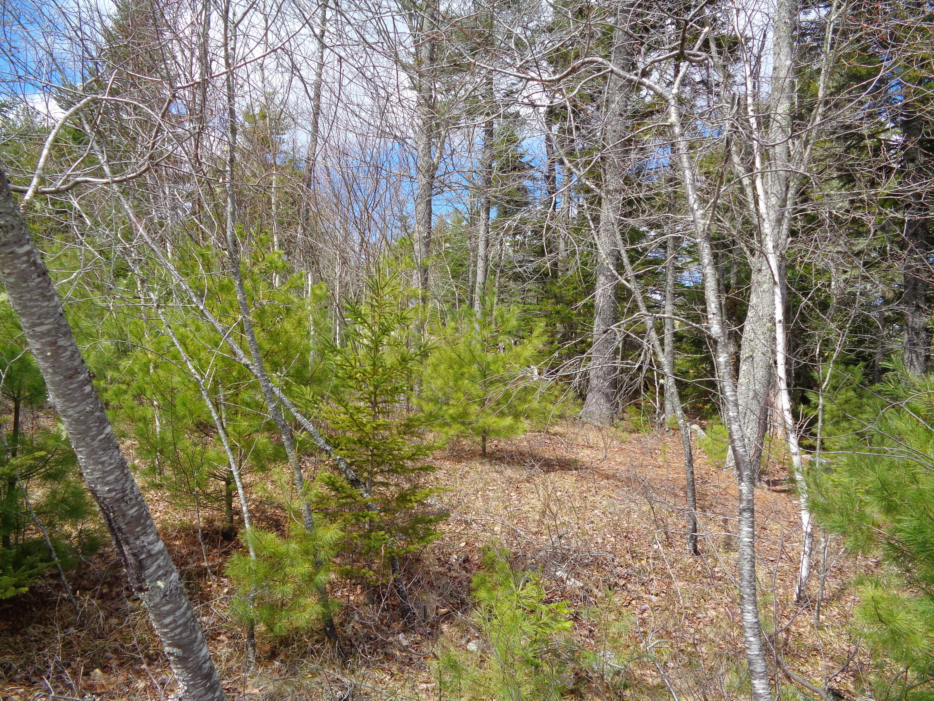 Lot 10 Bailey Mountain Road Franklin, ME 04634 - Photo 8 of 10 Gently Sloping