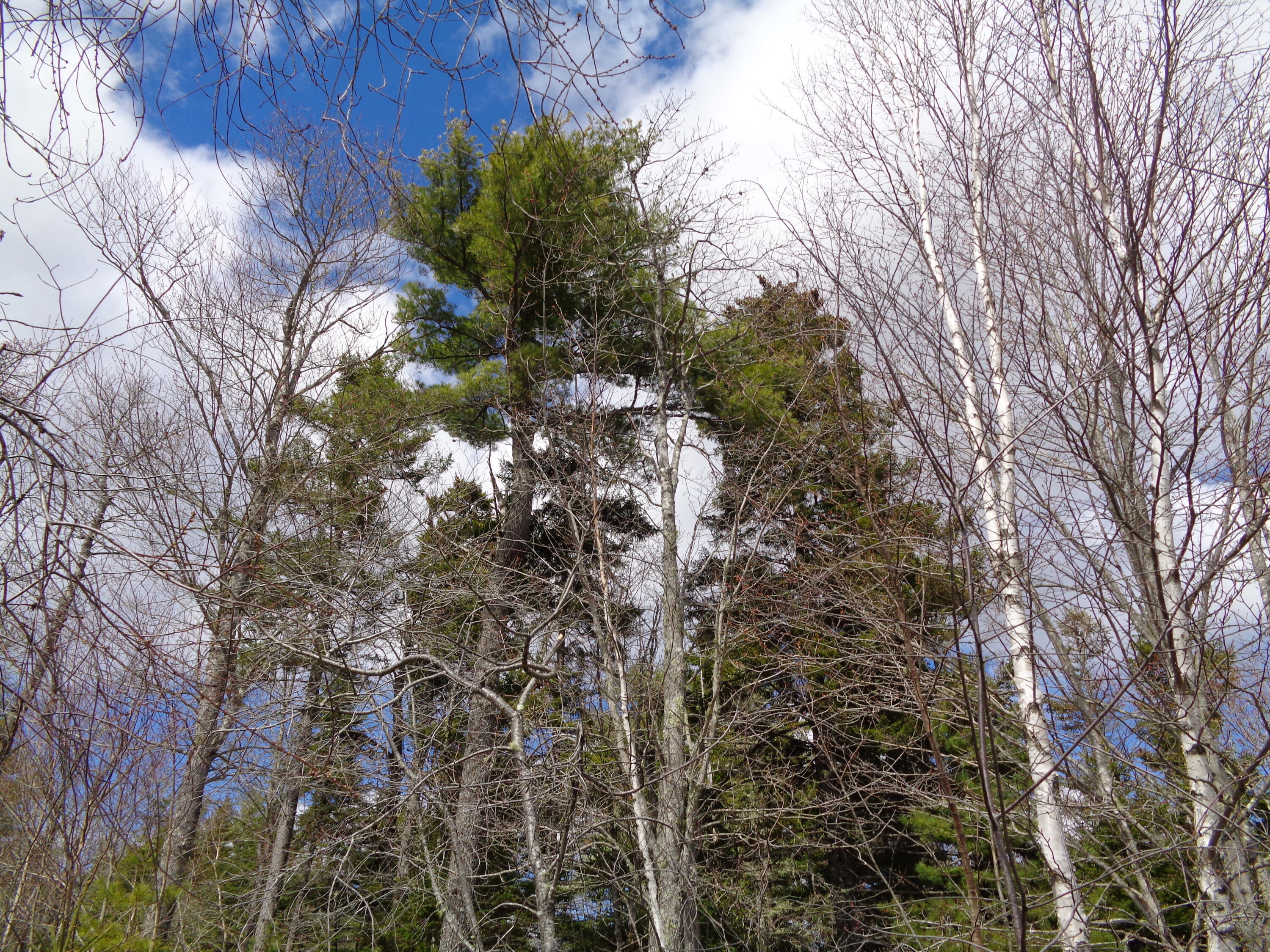 Lot 10 Bailey Mountain Road Franklin, ME 04634 - Photo 9 of 10 Wooded lot