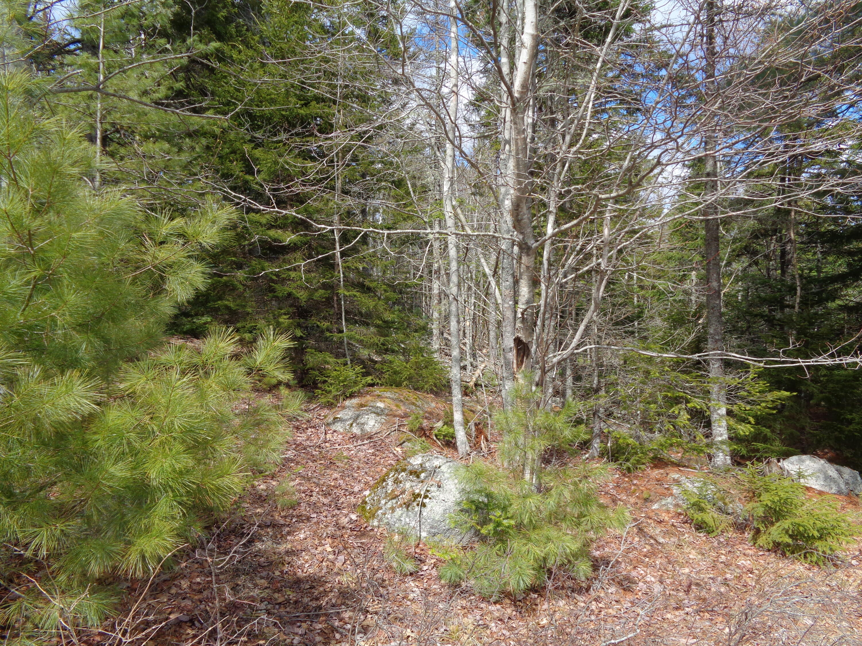Lot 10 Bailey Mountain Road Franklin, ME 04634 - Photo 10 of 10 Choose your driveway access