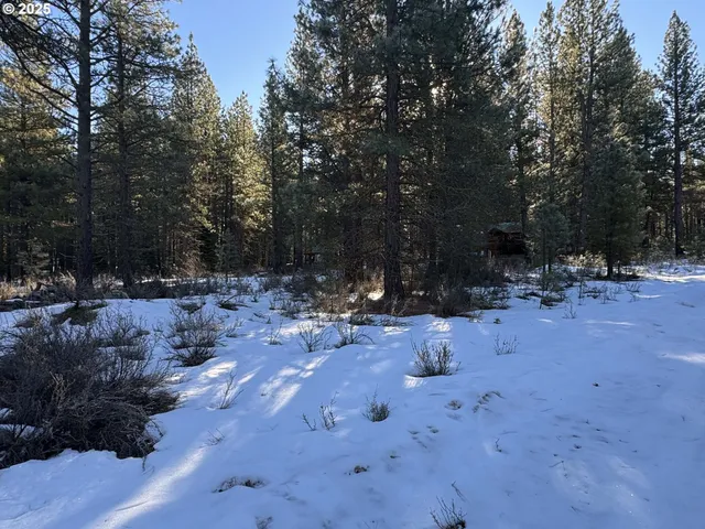 a view of a forest with trees