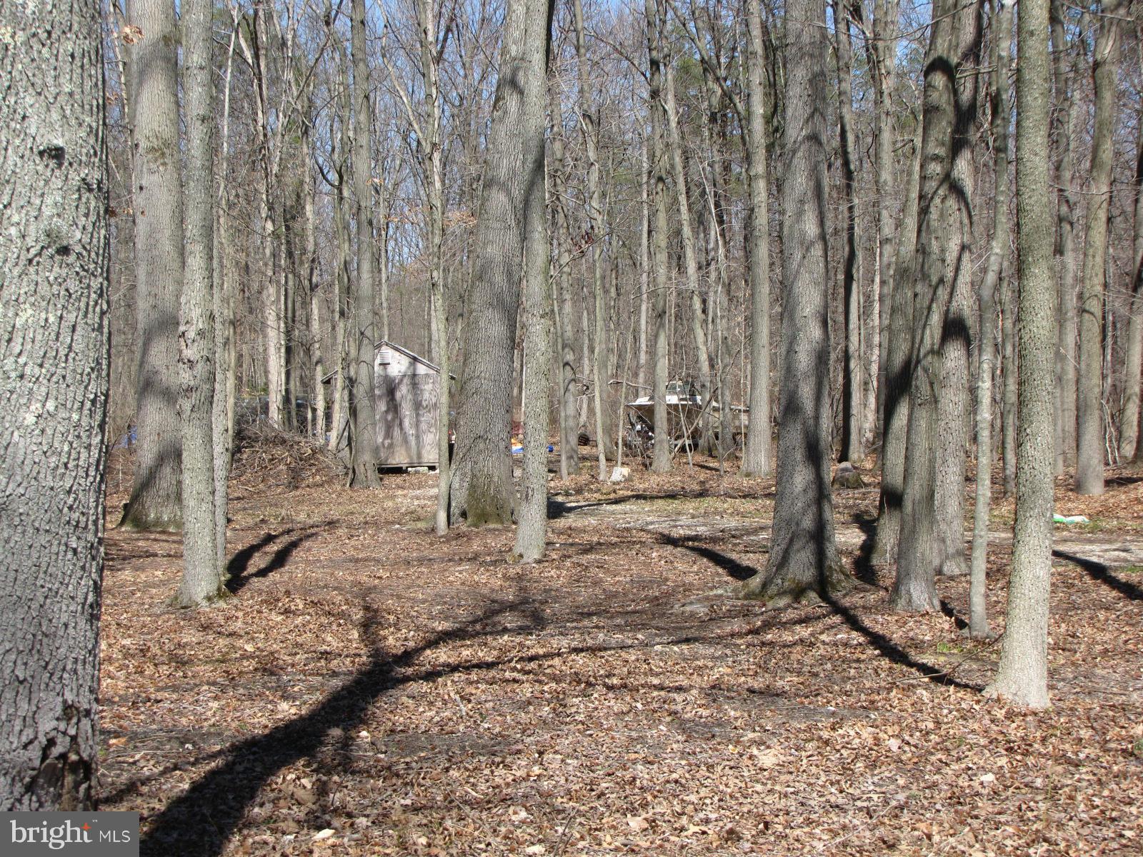 5834 Loreley Beach Road White Marsh, MD 21162 - Photo 2 of 2 a view of a backyard with trees