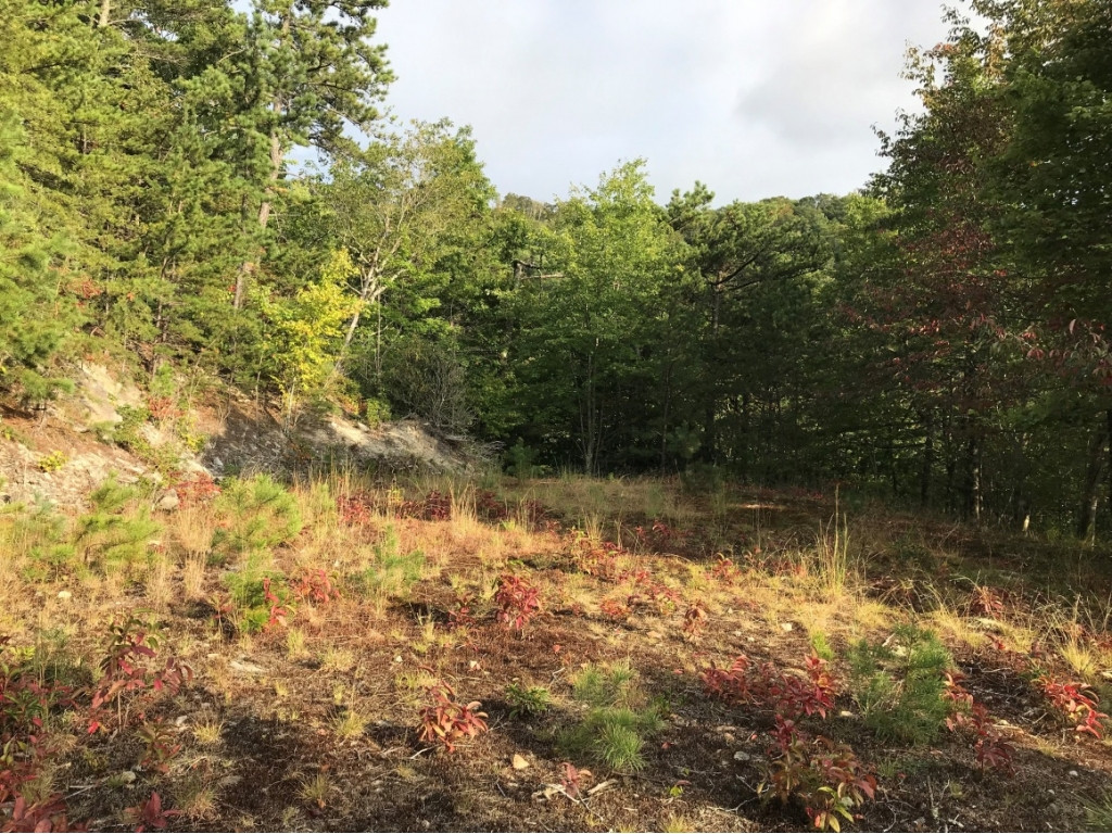 Tbd Locust Gap Road, Unit 9 Mountain City, TN 37683 - Photo 1 of 19 Photo 1
