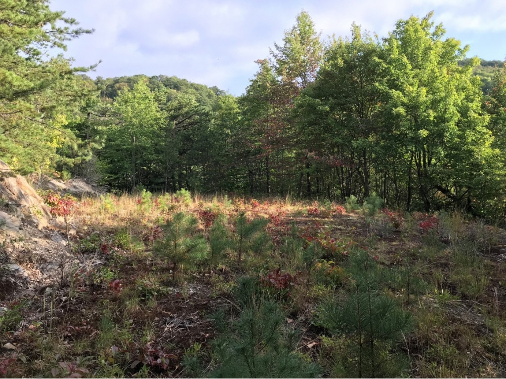 Tbd Locust Gap Road, Unit 9 Mountain City, TN 37683 - Photo 14 of 19 Photo 14