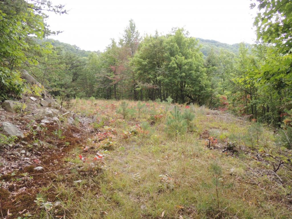 Tbd Locust Gap Road, Unit 9 Mountain City, TN 37683 - Photo 2 of 19 Photo 2