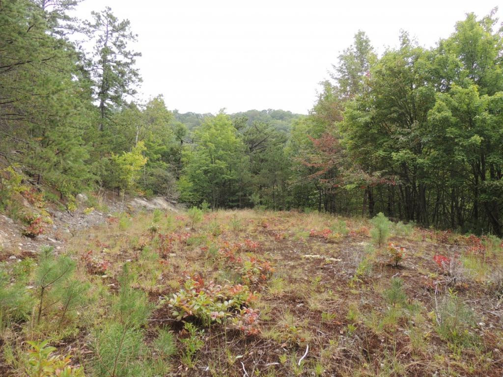 Tbd Locust Gap Road, Unit 9 Mountain City, TN 37683 - Photo 7 of 19 Photo 7