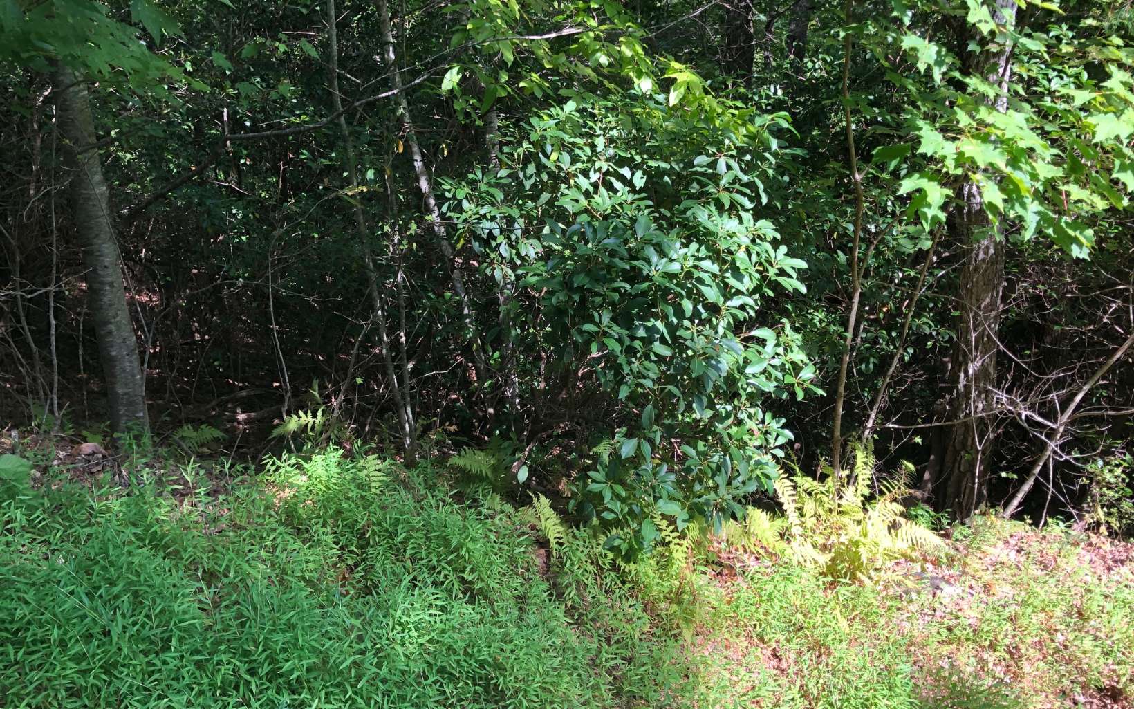 Additional View
