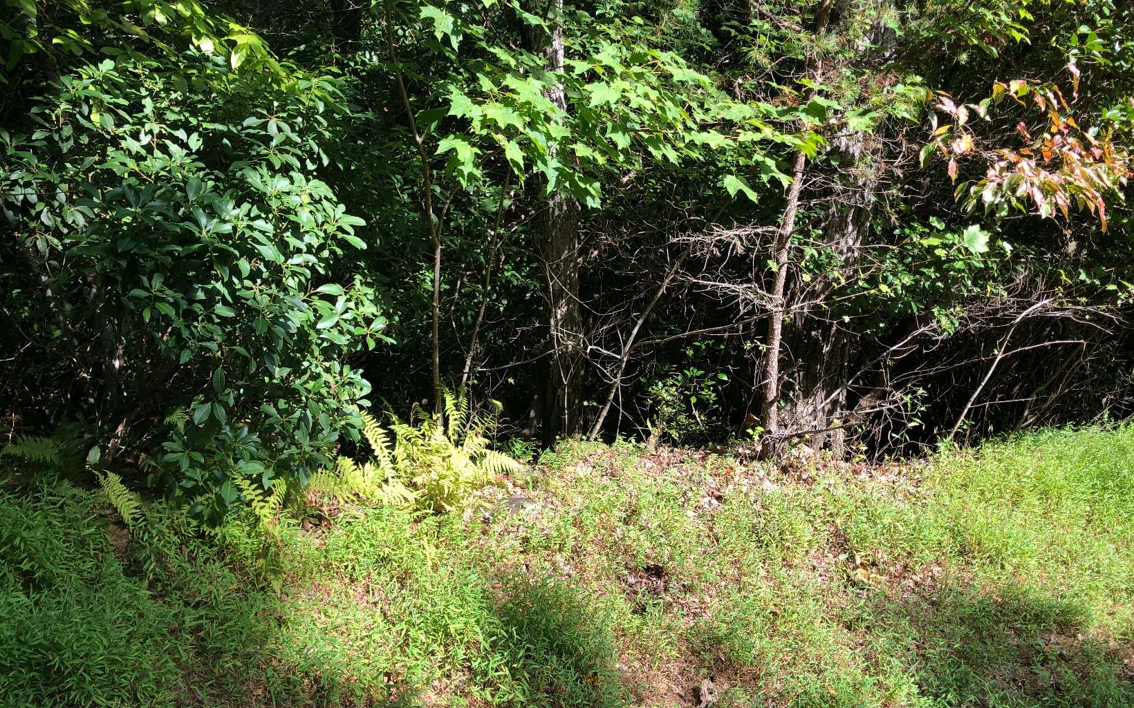Additional View