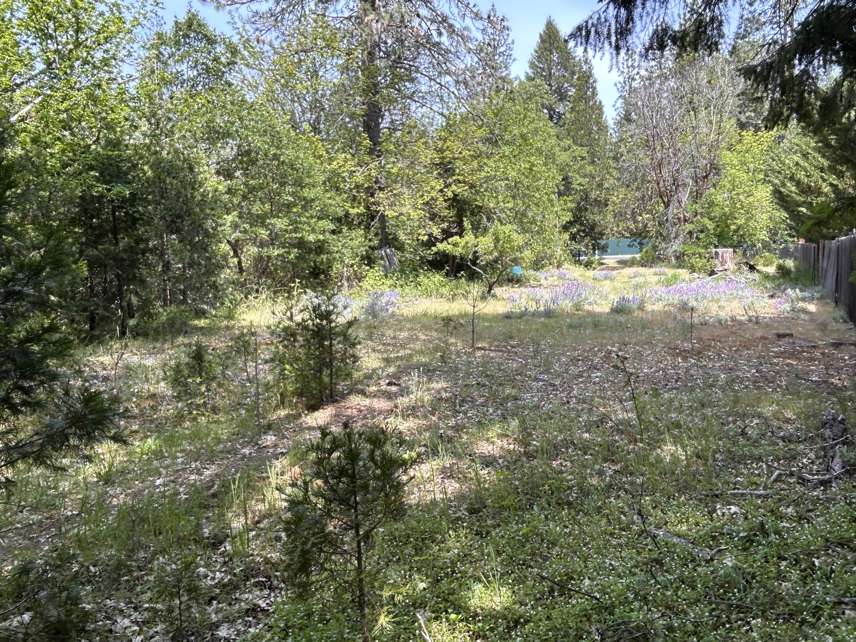 1773 Cedar Flat Road Williams, OR 97544 - Photo 7 of 13 a view of yard with green space