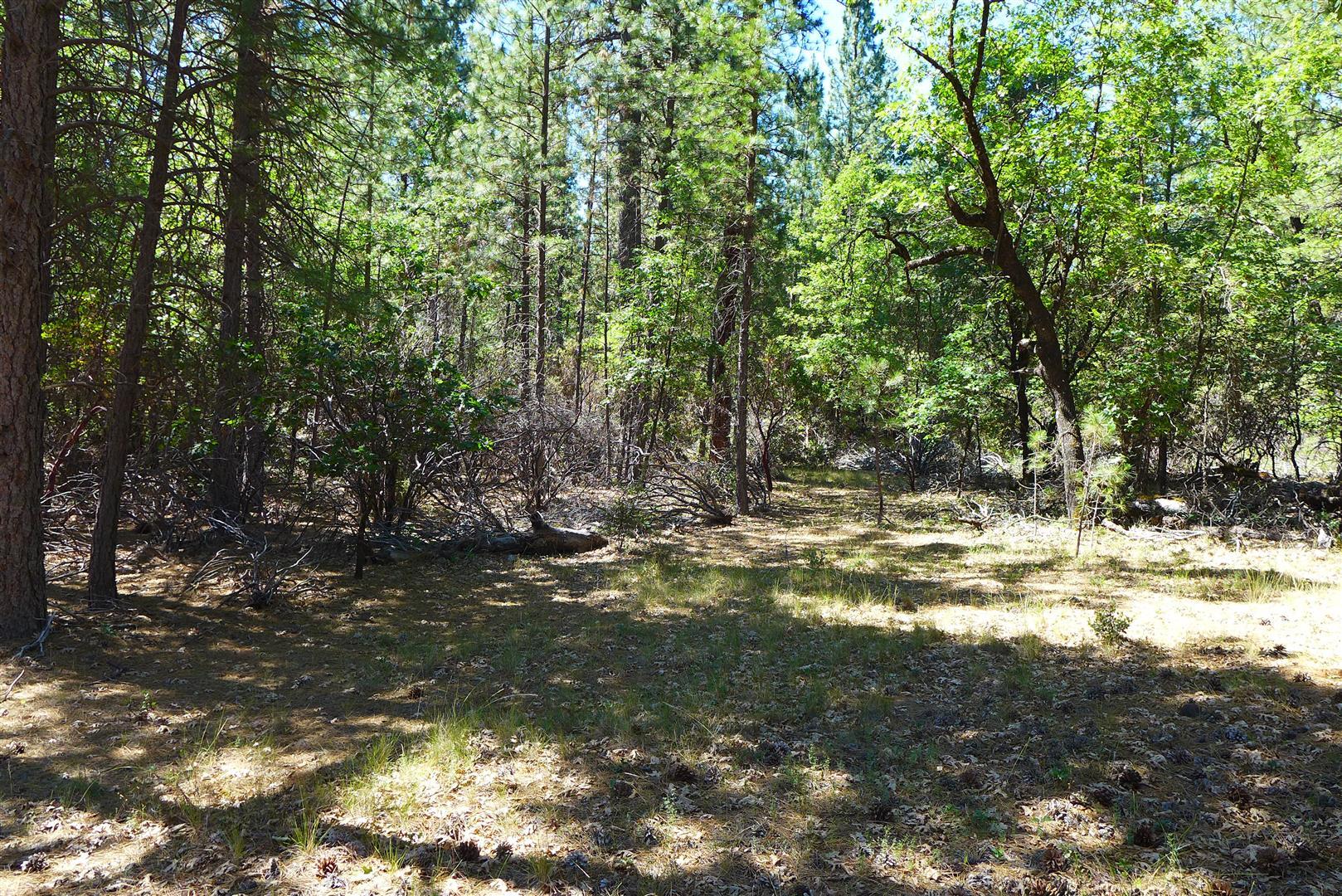 50.5-ac 50.5-ac Smiling Ranch Road Whitmore, CA 96096 - Photo 1 of 16 a view of a yard with a tree