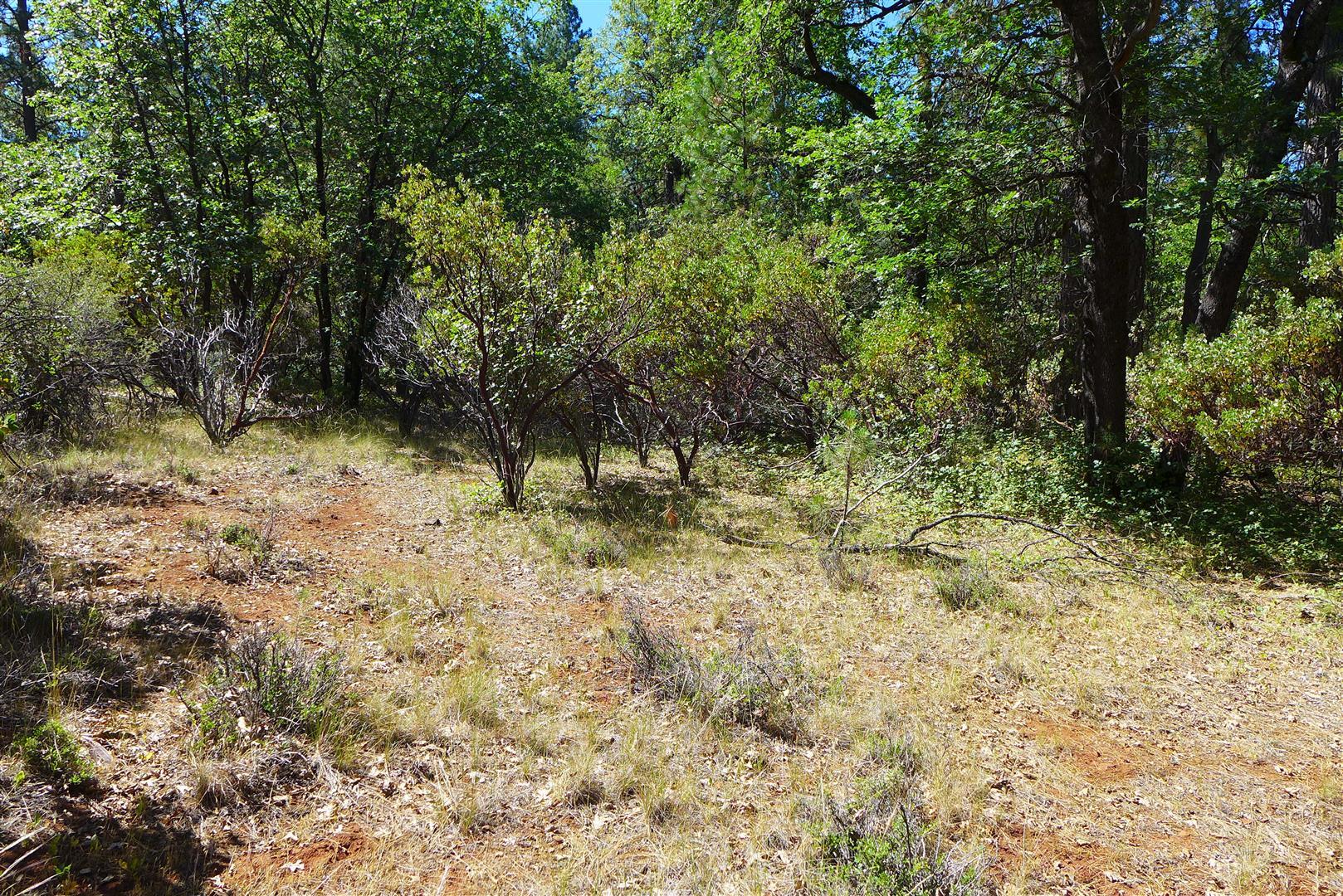50.5-ac 50.5-ac Smiling Ranch Road Whitmore, CA 96096 - Photo 6 of 16 a view of a yard with a tree