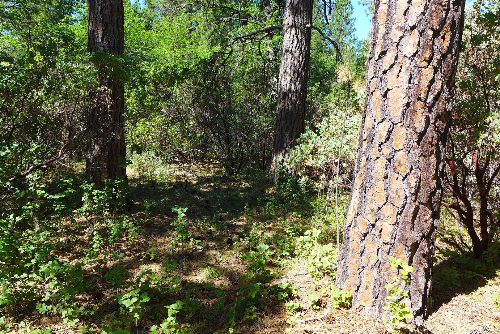 50.5-ac 50.5-ac Smiling Ranch Road Whitmore, CA 96096 - Photo 7 of 16 a view of tree