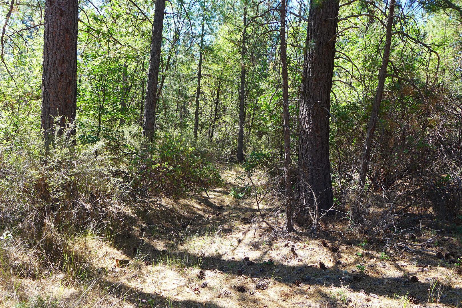 50.5-ac 50.5-ac Smiling Ranch Road Whitmore, CA 96096 - Photo 8 of 16 a view of forest