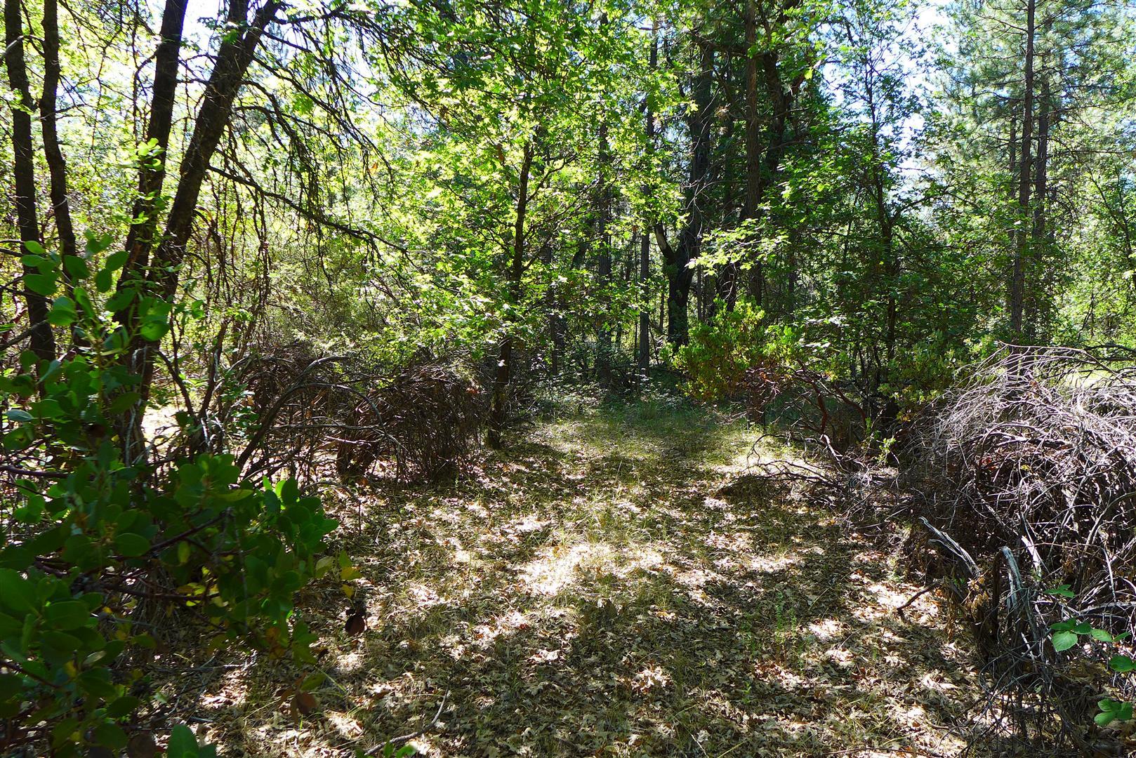50.5-ac 50.5-ac Smiling Ranch Road Whitmore, CA 96096 - Photo 9 of 16 a view of a forest