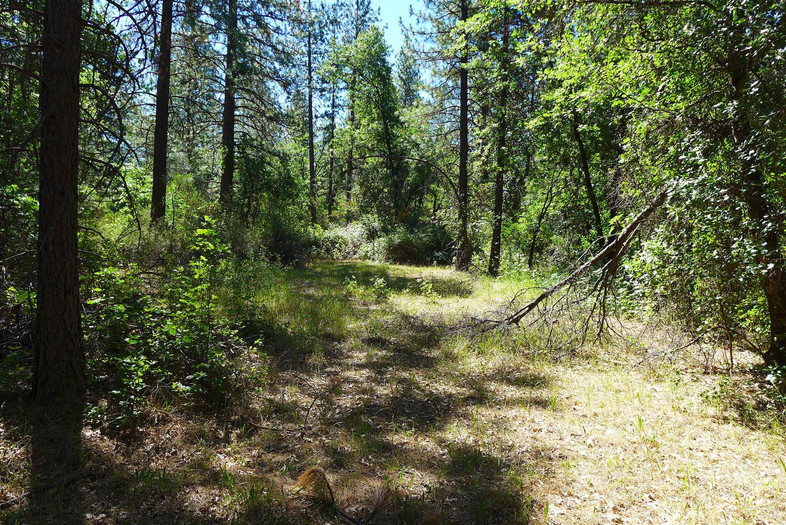 50.5-ac 50.5-ac Smiling Ranch Road Whitmore, CA 96096 - Photo 10 of 16 a view of a yard with plants and trees