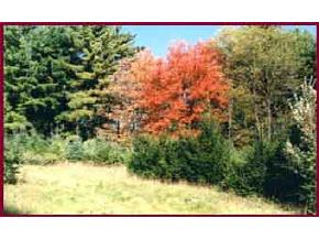 682 Forest Road Greenfield, NH 03047 - Photo 5 of 7