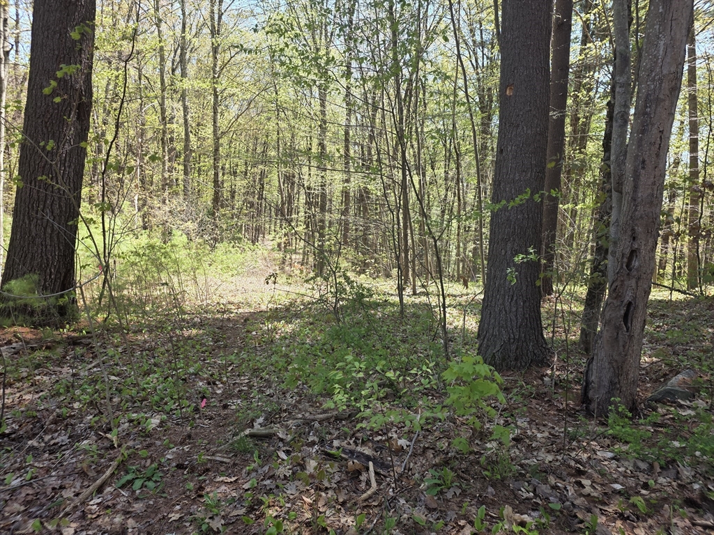Lot 3 Beacon Street Orange, MA 01364 - Photo 2 of 4 a view of forest