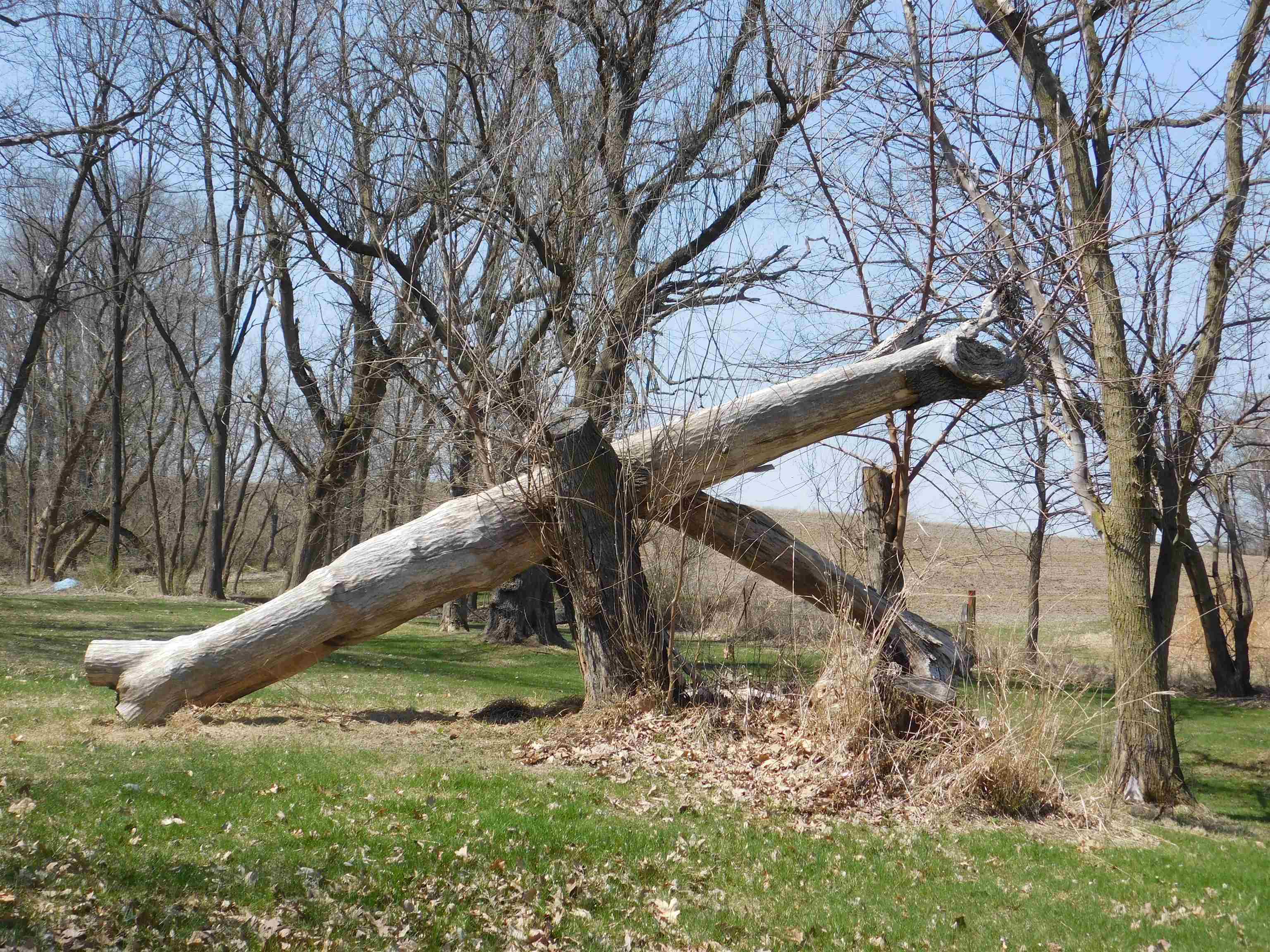 4103 North AYP Road Lena, IL 61048 - Photo 30 of 96 a view of a garden with a slide