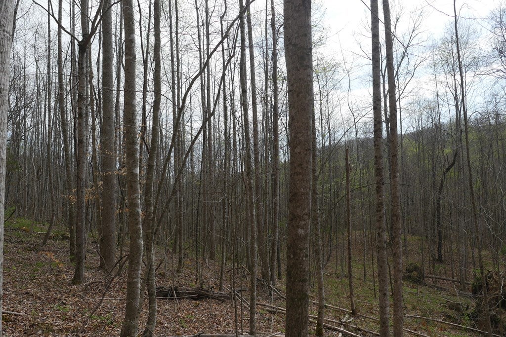 Tbd Valley Spring Road, Unit 1 Jonesville, VA 24263 - Photo 52 of 55 Gallery Image 52