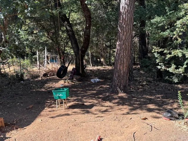 a view of a tree in a yard