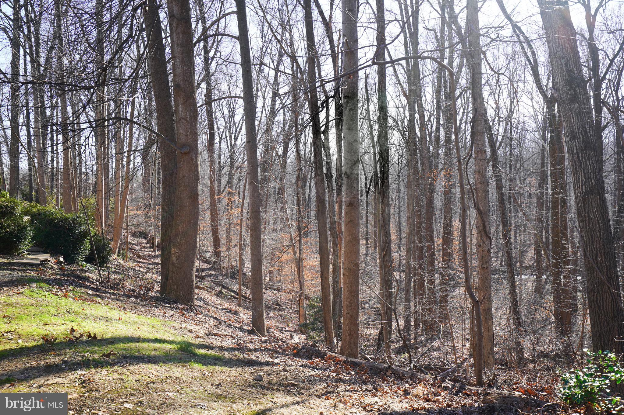 8836 Surveyors Place Springfield, VA 22152 - Photo 43 of 48 a view of backyard with trees