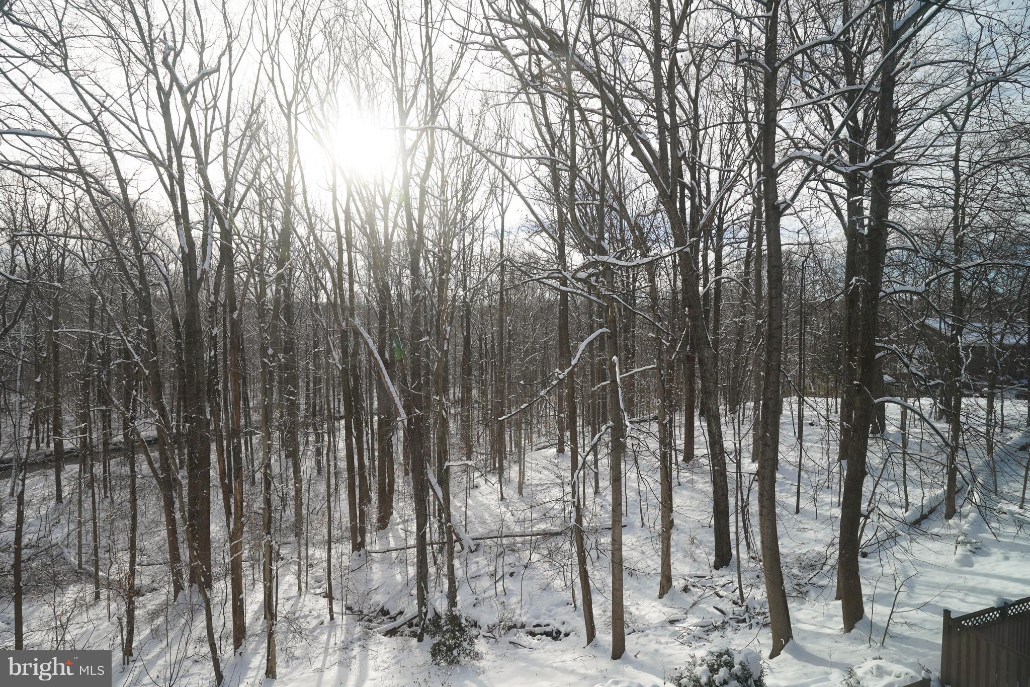 8836 Surveyors Place Springfield, VA 22152 - Photo 46 of 48 a view of a forest