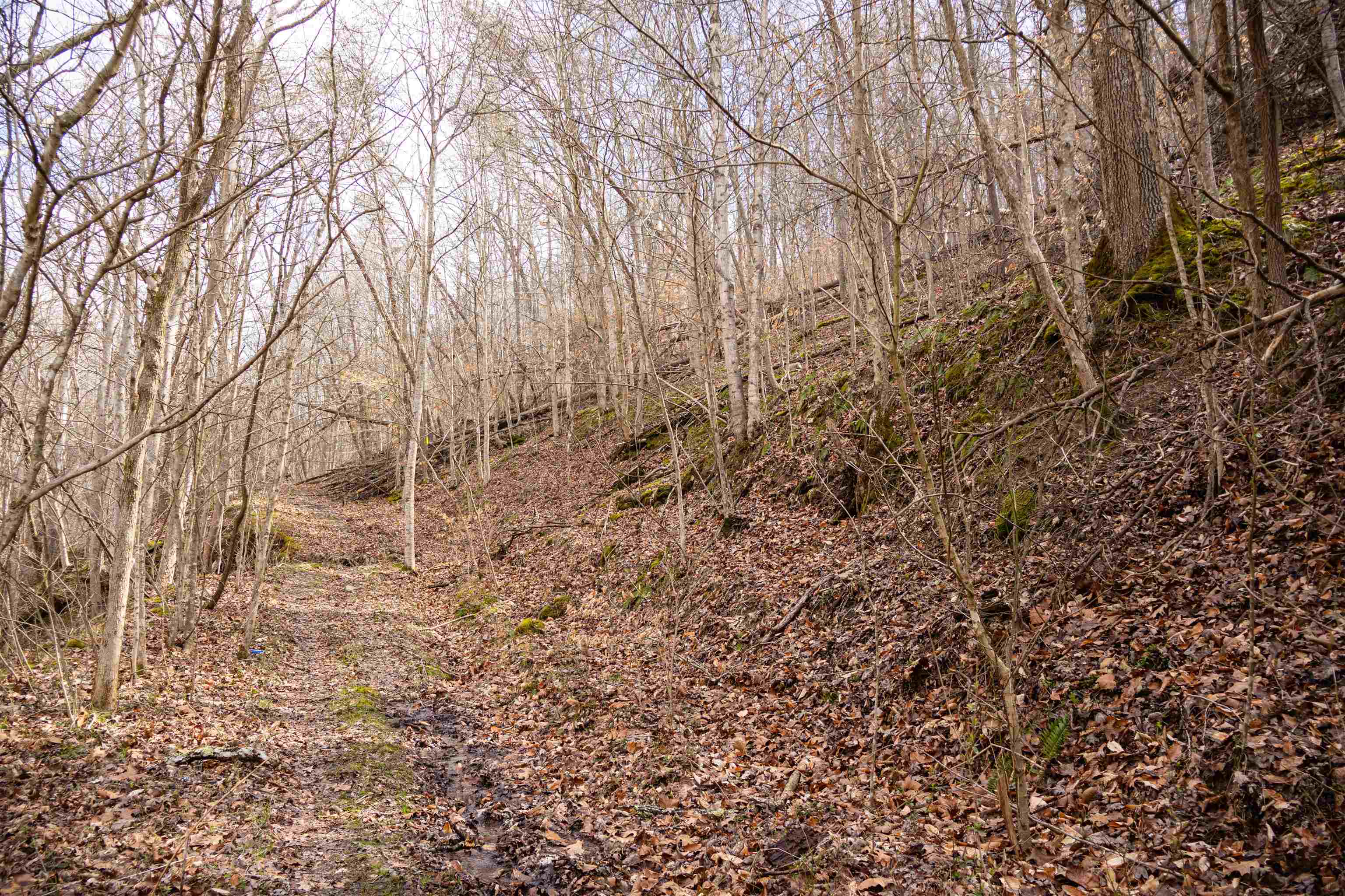 Bowen Creek Road Branchland, WV 25506 - Photo 6 of 14 Gallery Image 6