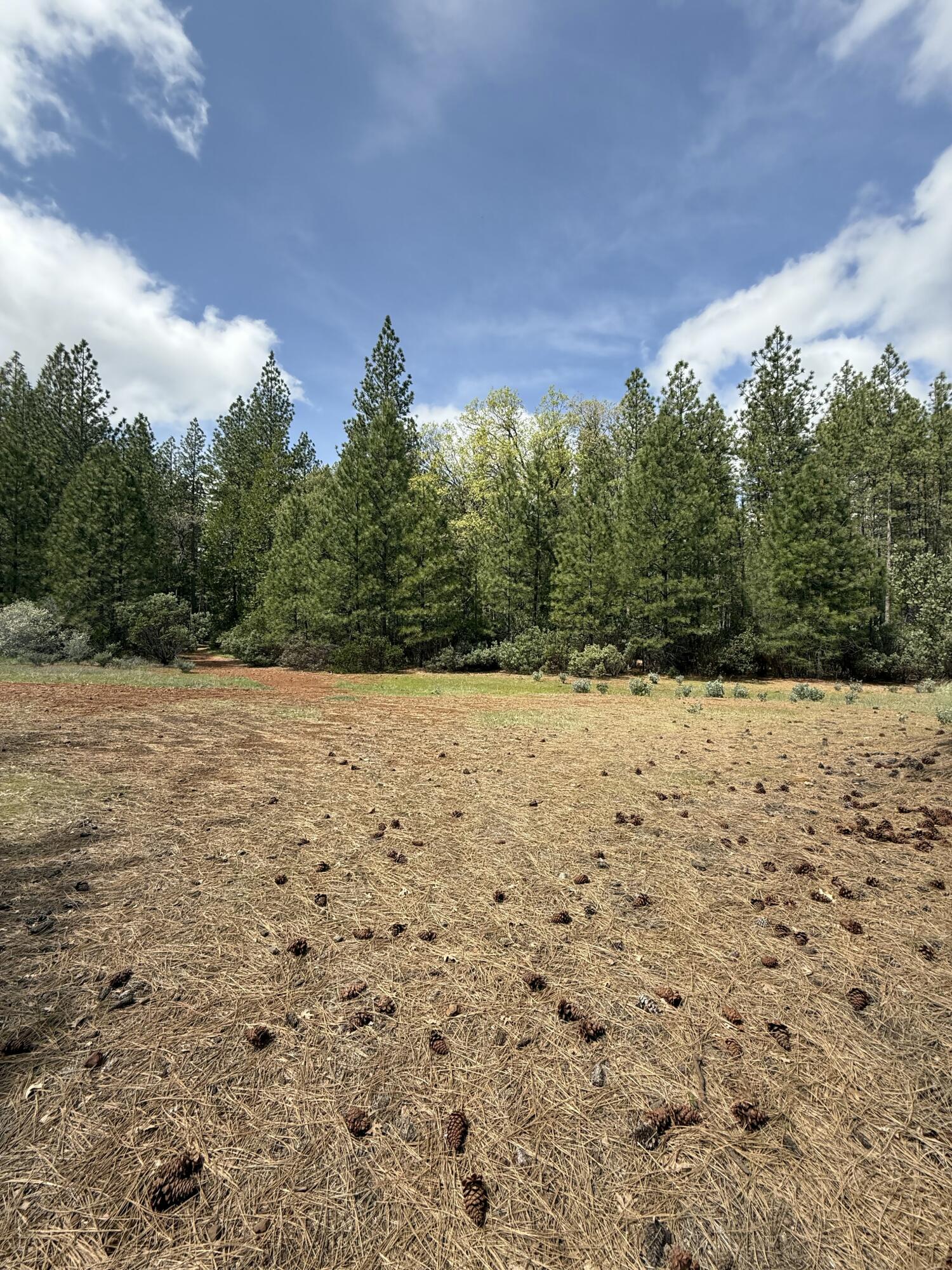 Ponderosa Way Shingletown, CA 96088 - Photo 2 of 12 a view of yard