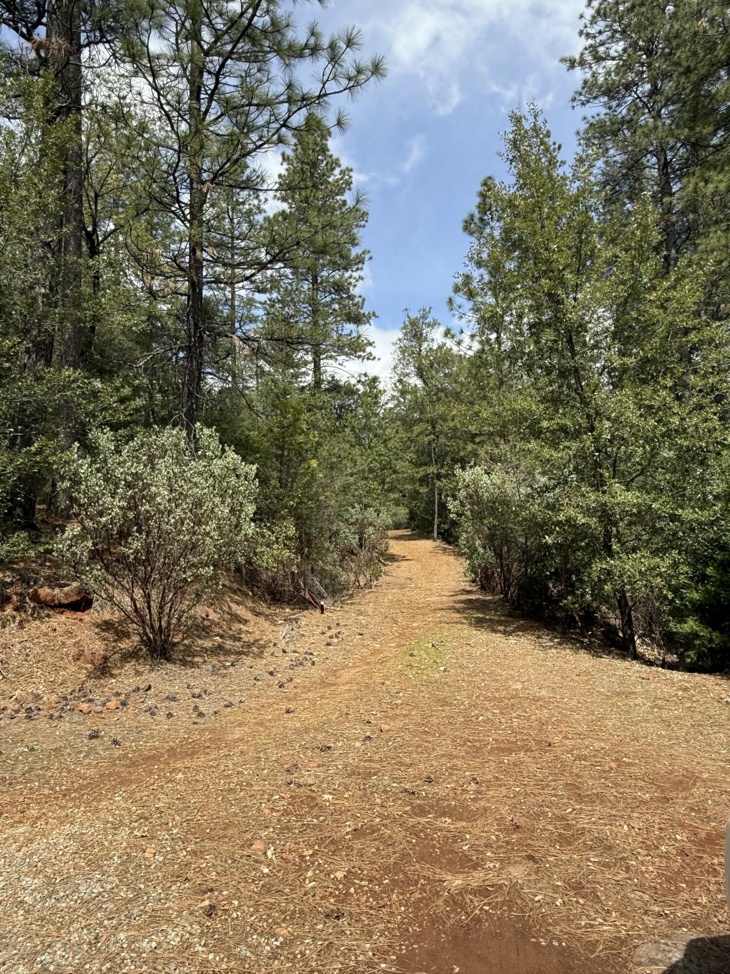 Ponderosa Way Shingletown, CA 96088 - Photo 5 of 12 a view of a yard with trees