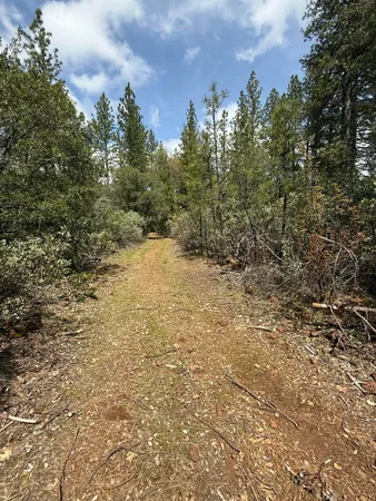 a view of a yard with a tree