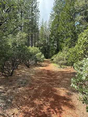 a view of a yard with plants and trees